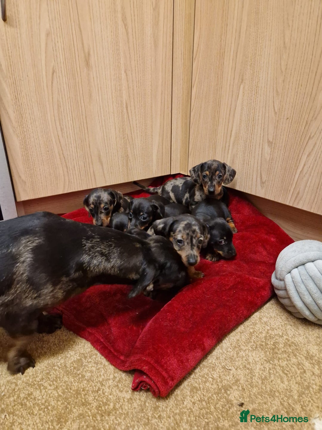 Miniature Dachshund dogs for sale: Black grey dapple, Black Tan miniature dachshund - Image 11