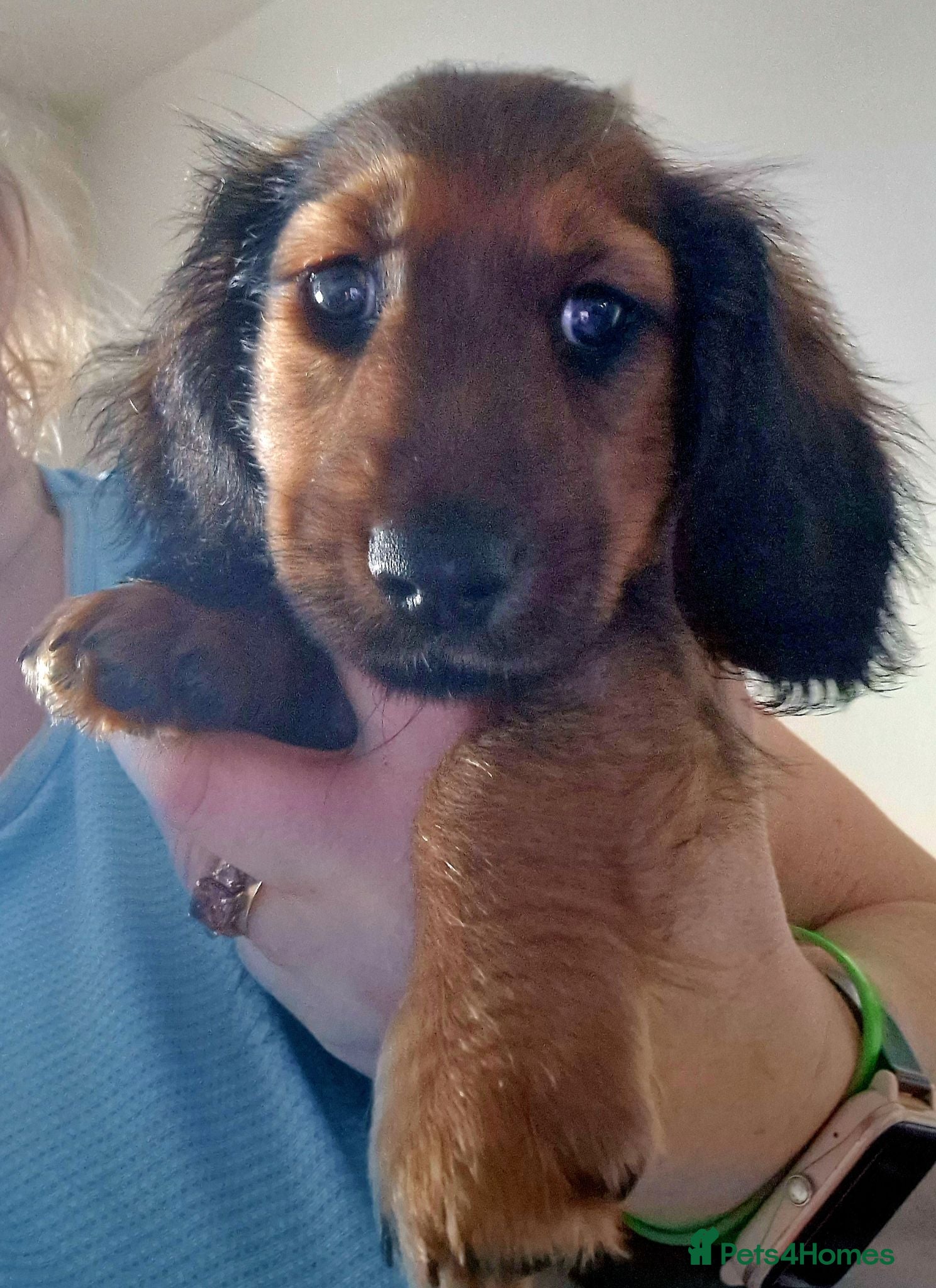 Miniature Dachshund dogs Beautiful miniature dachshund puppies - Advert 1