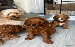 Cavapoo dogs for sale: Cavapoo Puppies  - Image 12