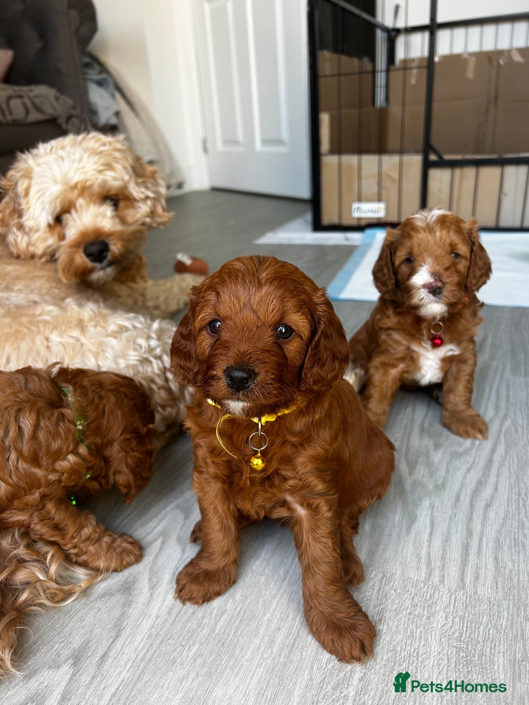 Cavapoo dogs for sale: Cavapoo Puppies  - Image 12