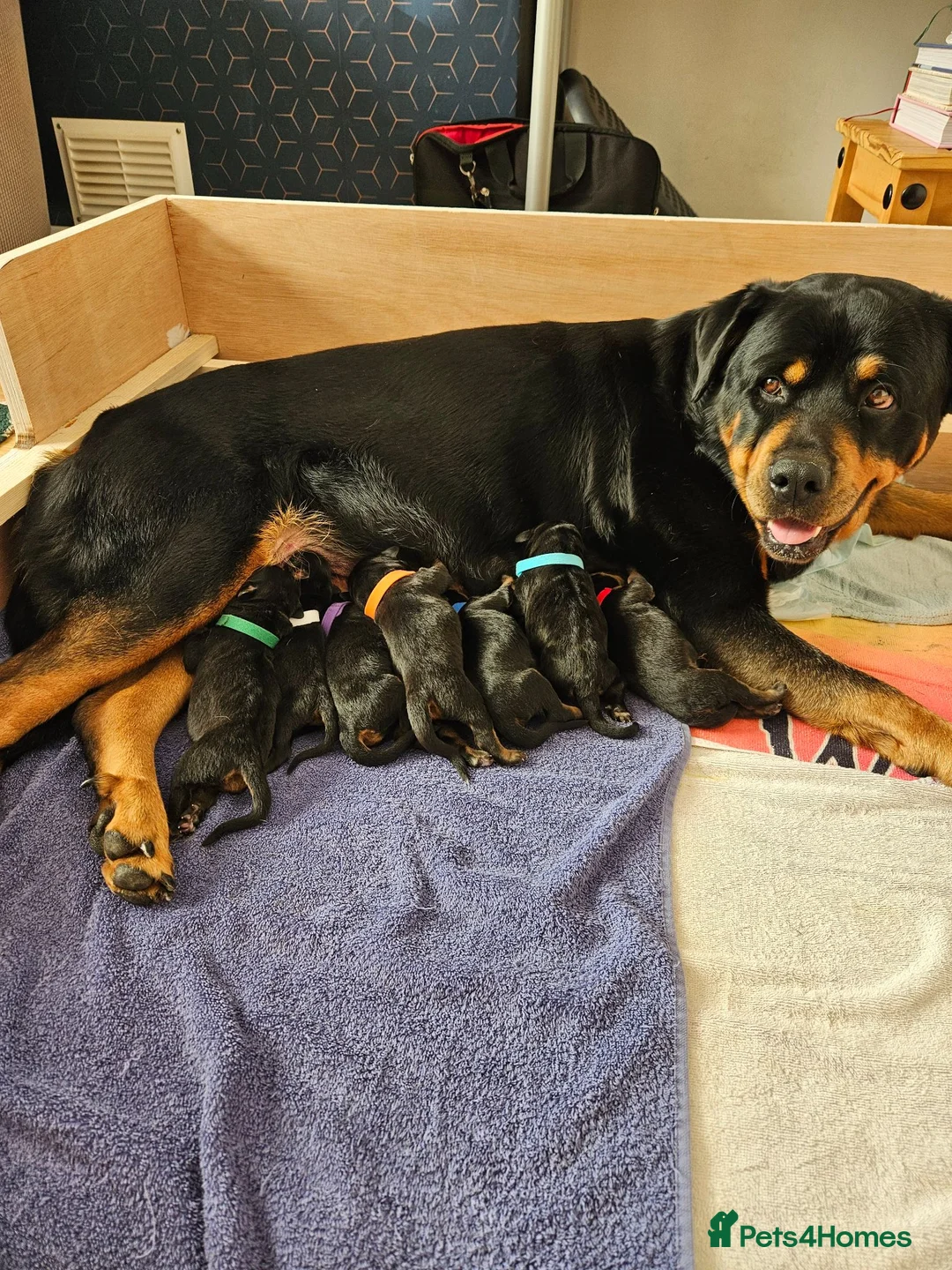 Rottweiler dogs for sale: Rottweiler puppies - Advert 15