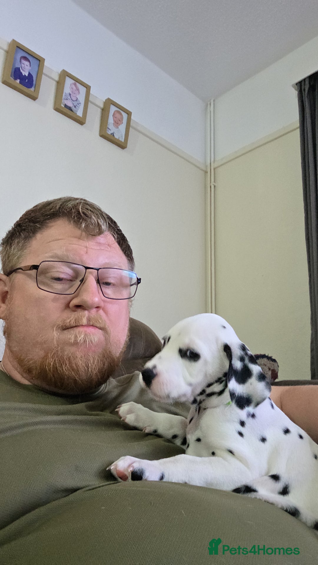 Dalmatian dogs for sale: 100% Dalmatian - Image 6