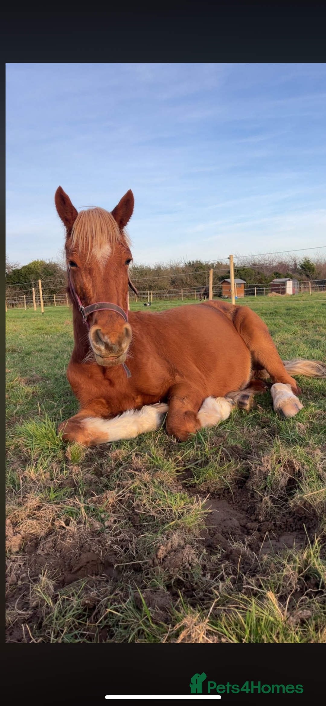 Welsh Section B horses for sale: ELSA🧡 - Advert 8
