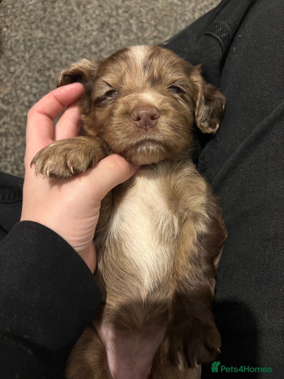 Cocker Spaniel dogs for sale: FEMALE CHOC WORKING COCKER LEFT! - Advert 17