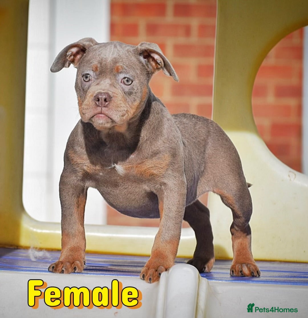 Olde English Bulldogge dogs 23 years Professionals 5⭐️Rated Licensed.  - Advert 10