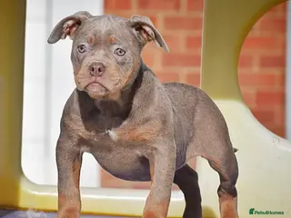 Olde English Bulldogge dogs 23 years Professionals 5⭐️Rated Licensed. - Advert 10