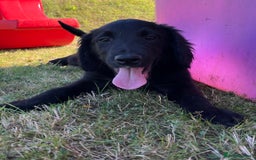 Golden Retriever dogs for sale: Beautiful Golden Retriever x Border Collie Puppies - Image 13