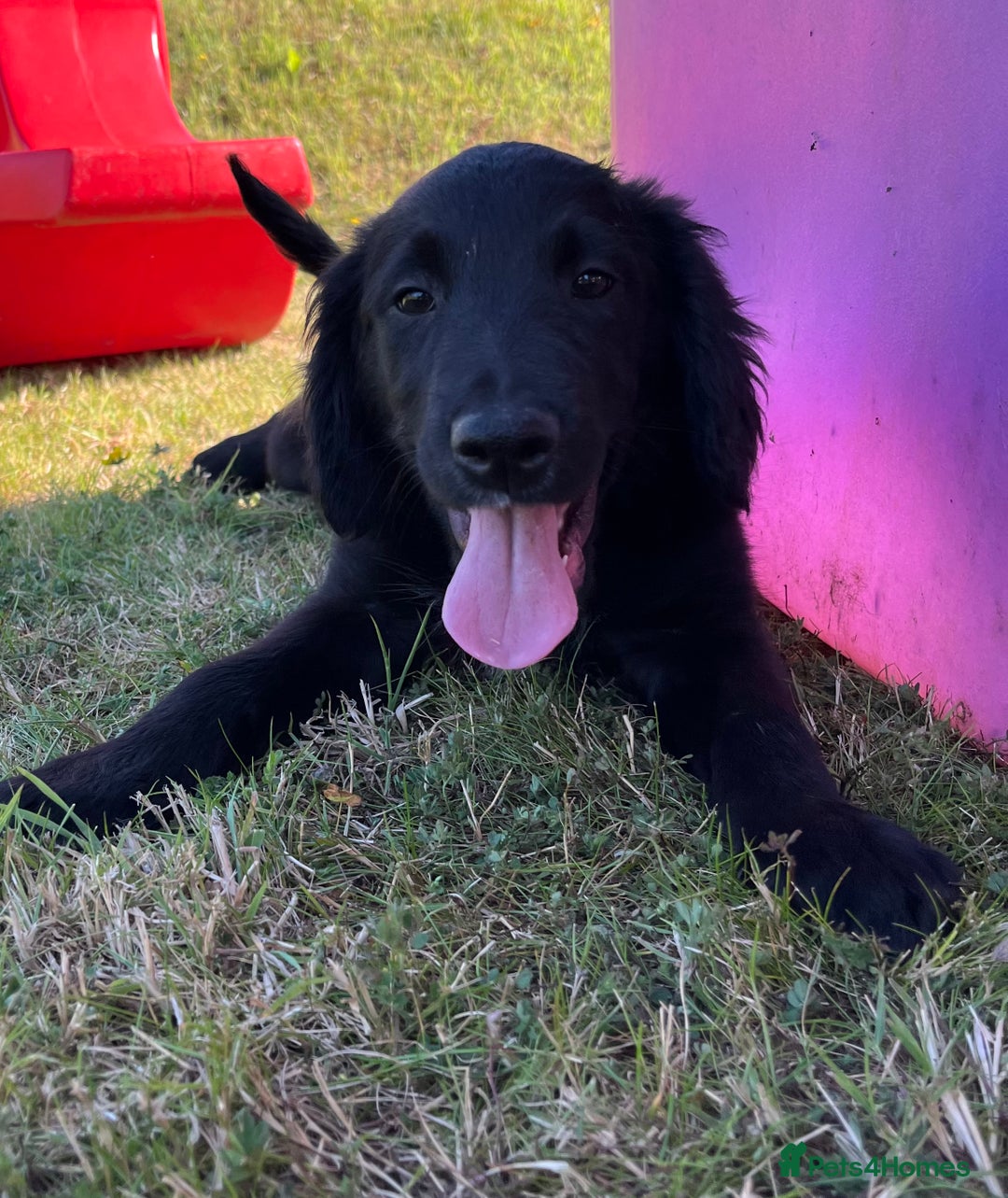 Golden Retriever dogs for sale: Beautiful Golden Retriever x Border Collie Puppies - Image 13