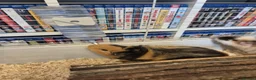 Guinea Pig rodents for sale: 2 x Male Guinea-pigs and hutch in Deeside - Advert 2