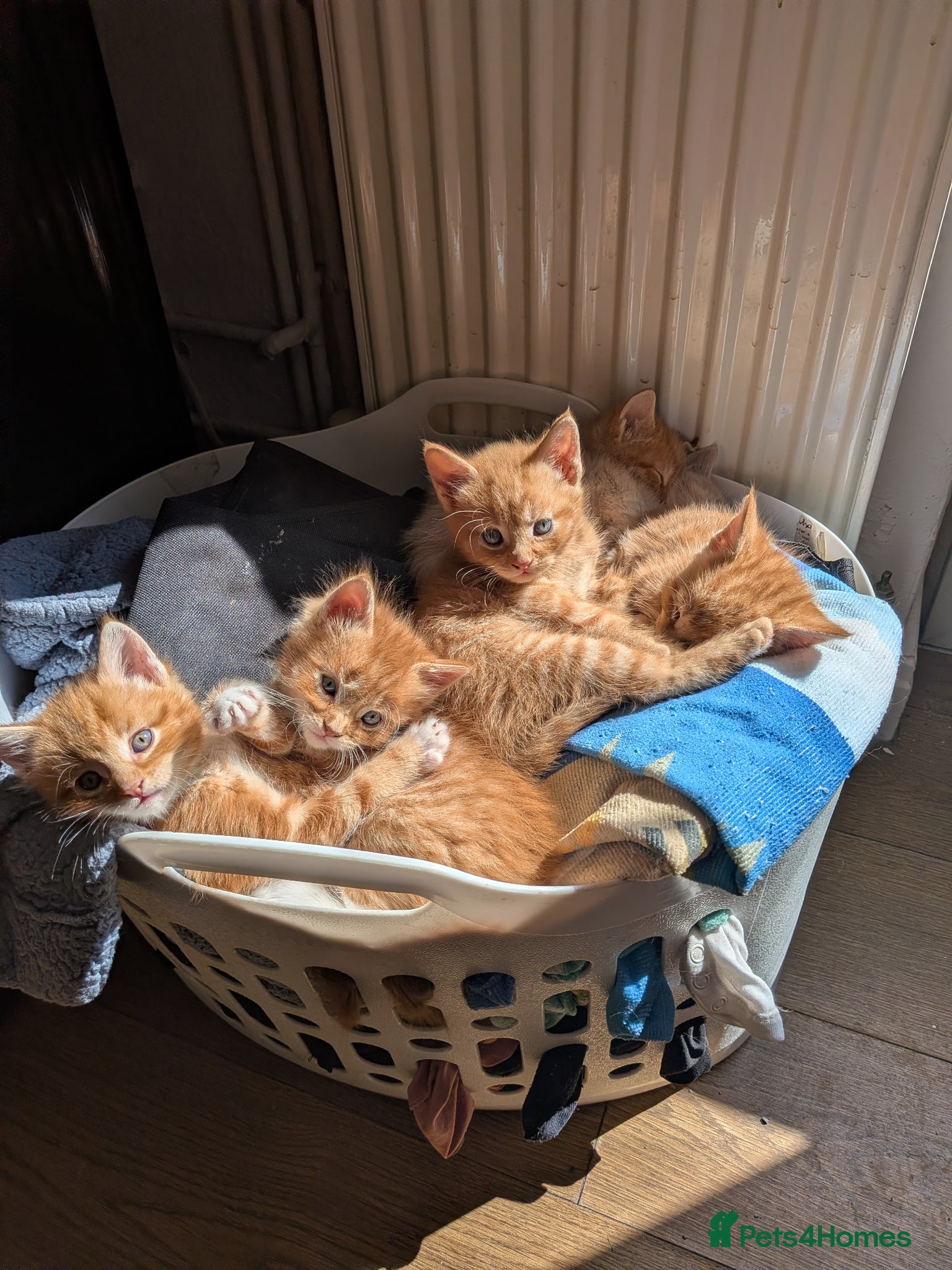 Maine Coon cats Maincoon mom 3 1/4 Maincoon dad  - Advert 18