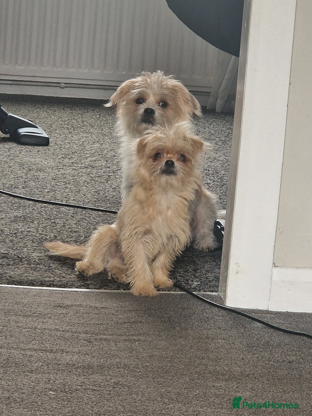 Mixed Breed dogs for sale: Beautiful boys  - Image 1