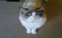 Ragdoll cats for sale: Ragdoll cross British Short Hair Kittens  - Image 10