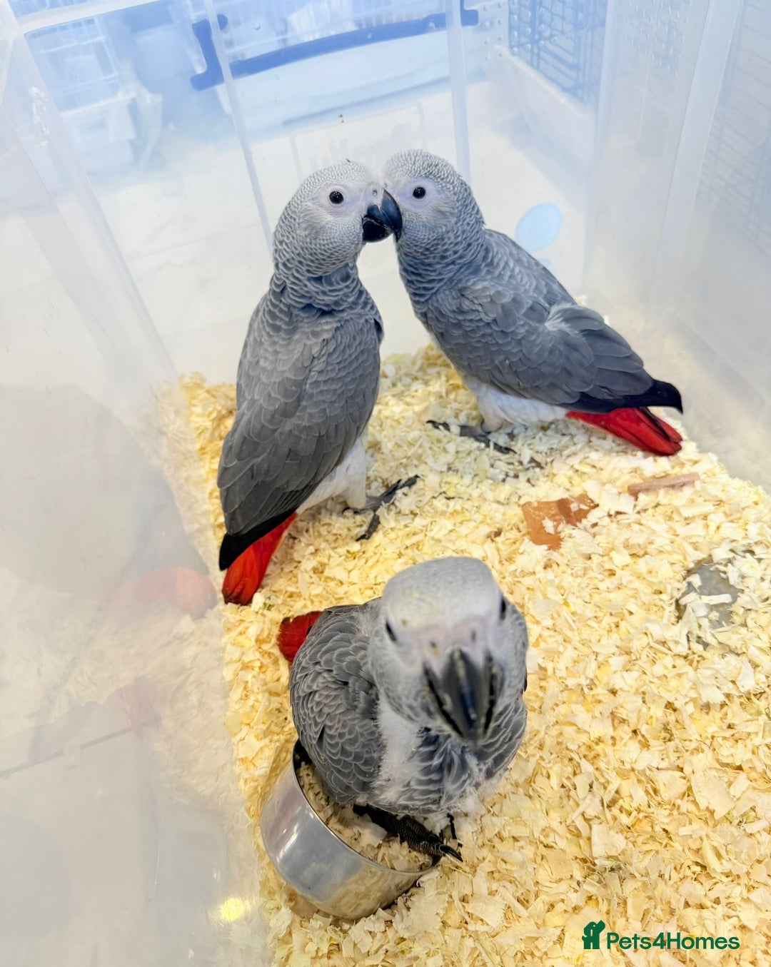 Parrots birds for sale: African greys  - Image 9
