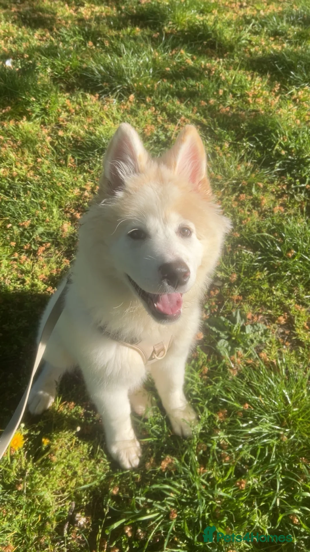 Akita dogs for sale: Female American Akita  in Dartford - Advert 1
