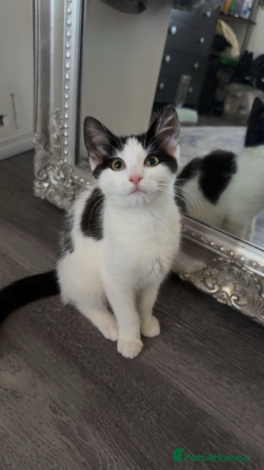 Domestic Shorthair cats for sale: Looking for a good home for my kitty  - Image 6