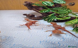 Bearded Dragon reptiles for sale: Red Bearded Dragons  - Image 4