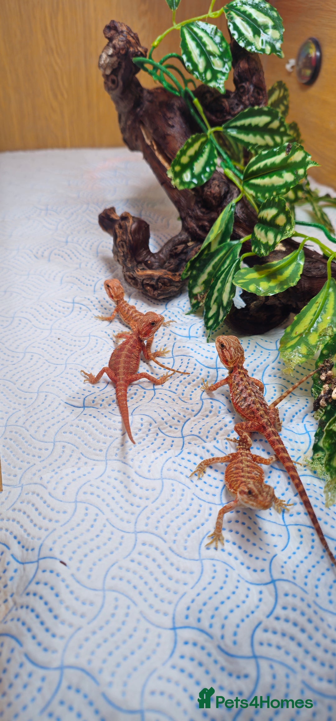 Bearded Dragon reptiles for sale: Red Bearded Dragons  - Image 4