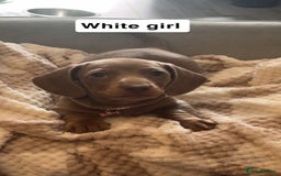 Dachshund dogs for sale: Dachshund puppies - Image 6