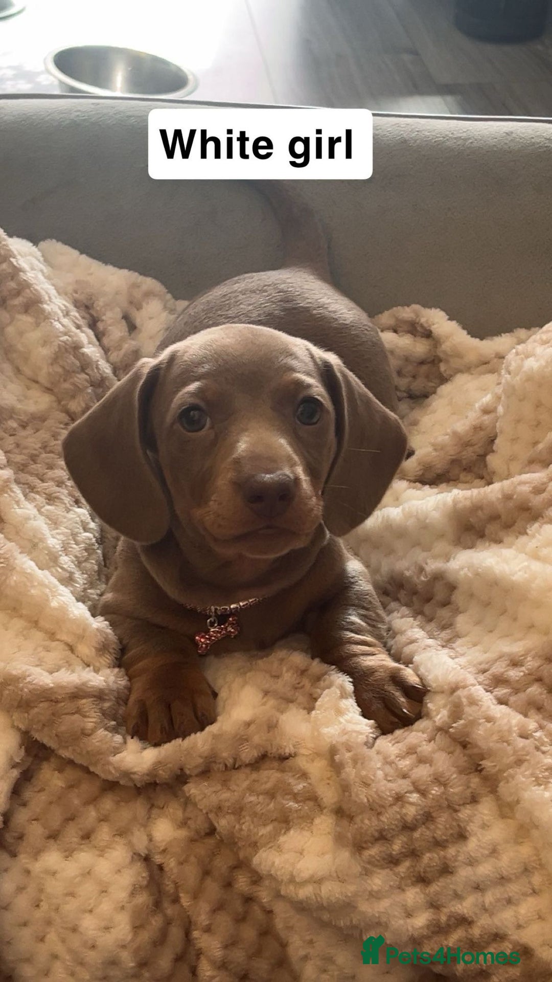 Dachshund dogs for sale: Dachshund puppies - Image 6