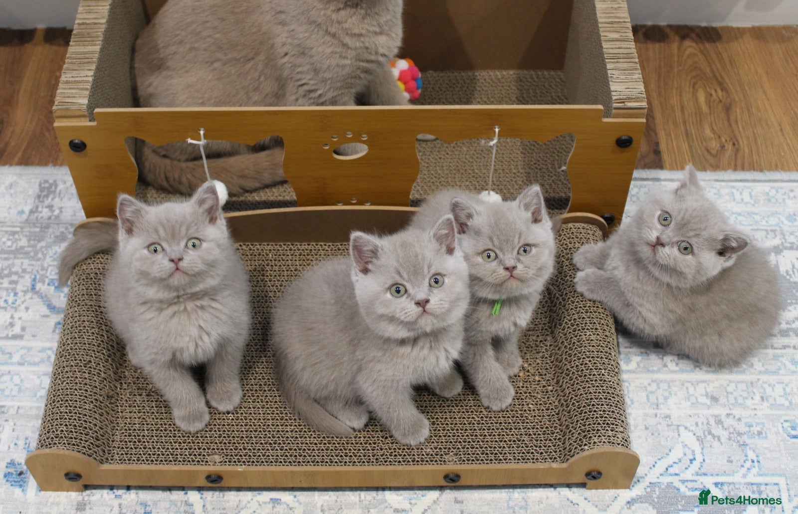 British Shorthair cats Gorgeous British Shorthair Kittens Teddy Bear Type - Advert 3