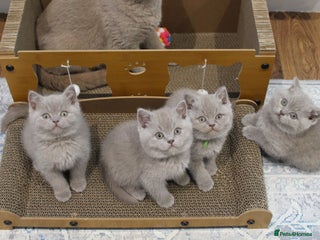 British Shorthair cats Gorgeous British Shorthair Kittens Teddy Bear Type - Advert 3