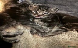 Siamese cats for sale: Beautiful Fluffy Siamese-Tabby Mix Kittens  - Image 7
