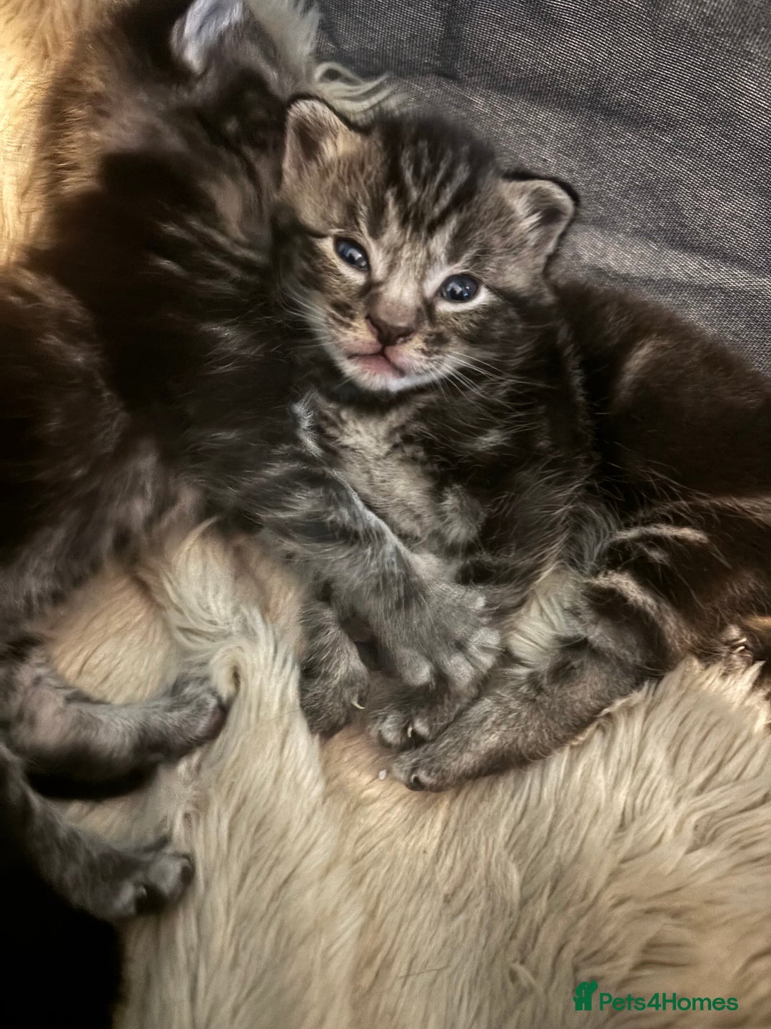 Siamese cats for sale: Beautiful Fluffy Siamese-Tabby Mix Kittens  - Image 7