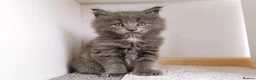 Maine Coon cats for sale: DNA health tested Maine coon kittens  - Advert 7