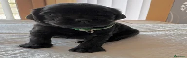 Female- green collar 