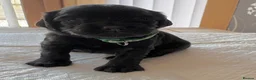 Cocker Spaniel dogs for sale: 8 cocker spaniel puppies for sale  - Advert 2