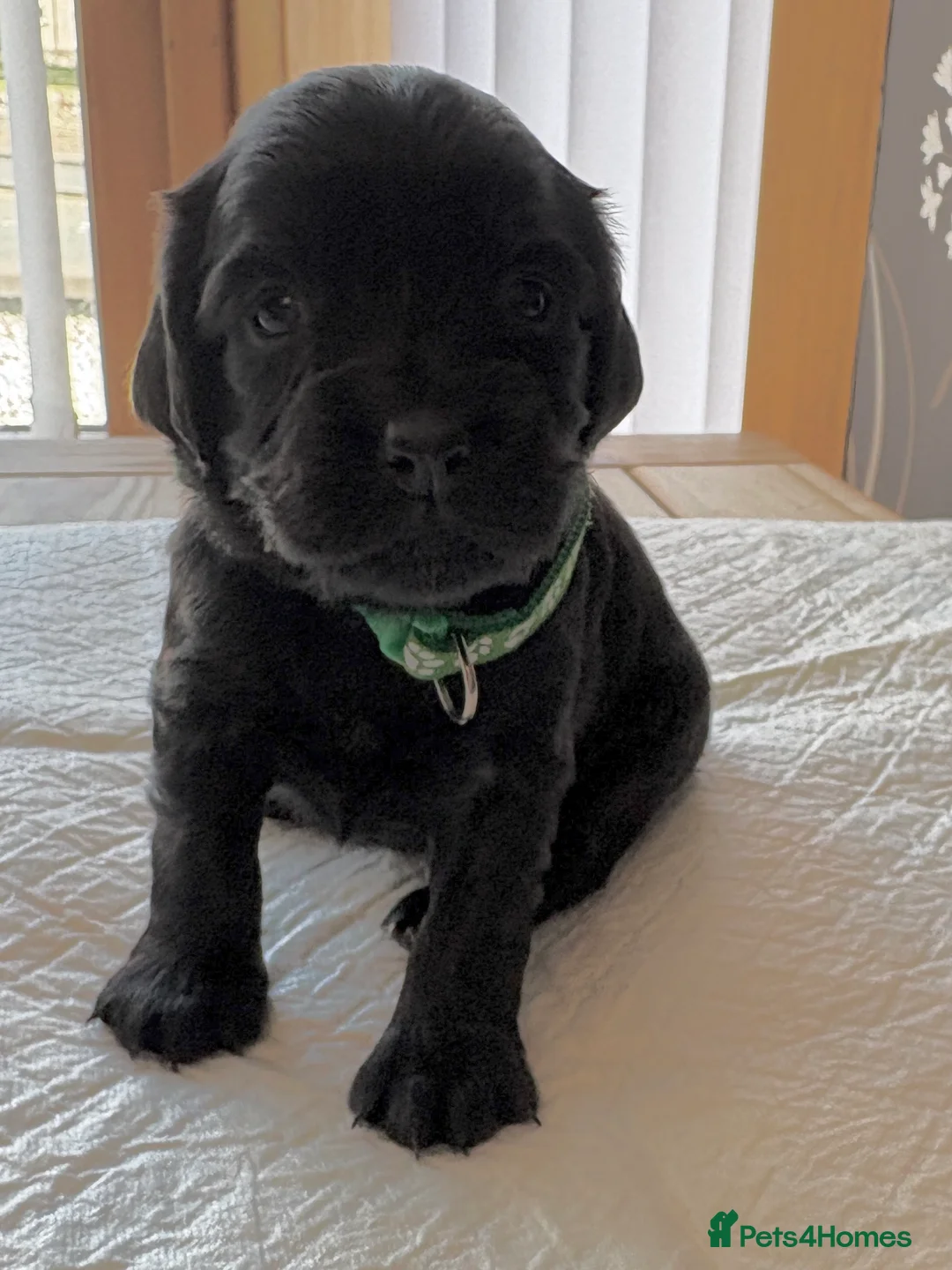 Cocker Spaniel dogs for sale: 8 cocker spaniel puppies for sale  - Advert 2