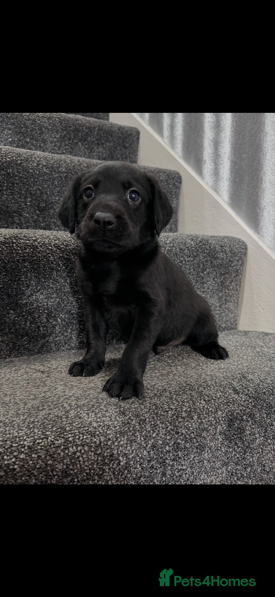 Labrador Retriever dogs Black Labrador pups stunning top trialing lines  - Advert 6