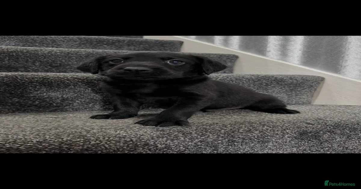 Labrador Retriever Puppies for sale in Lochearnhead, Stirling | Pets4Homes