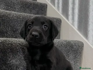 Labrador Retriever dogs Ready now health tested Labrador pups trial lines - Advert 18
