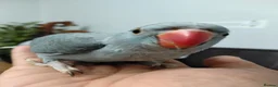 Parrots birds for sale: Indian ring neck parrot  in London - Advert 2