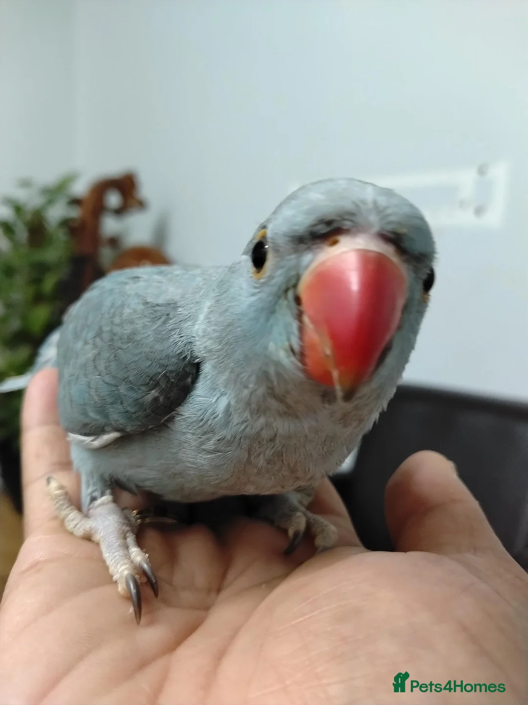 Parrots birds for sale: Indian ring neck parrot  in London - Advert 2