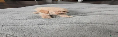 Miniature Poodle 4