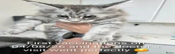 Maine Coon cats for sale: READY NOW GCCF Registered Maine Coon Kittens - Advert 17