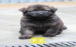 German Shepherd dogs for sale: TOP Quality German shepherd puppies  - Image 3