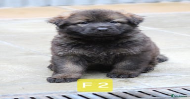 German Shepherd dogs - Advert 13