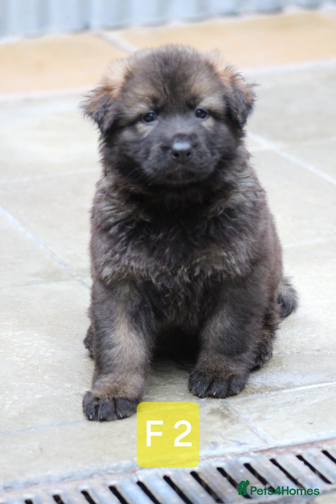 German Shepherd dogs for sale: TOP Quality German shepherd puppies  - Image 3