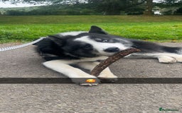 Mixed Breed dogs for sale: Meet Blu our beautiful husky/samoyed. 1 year old - Image 11