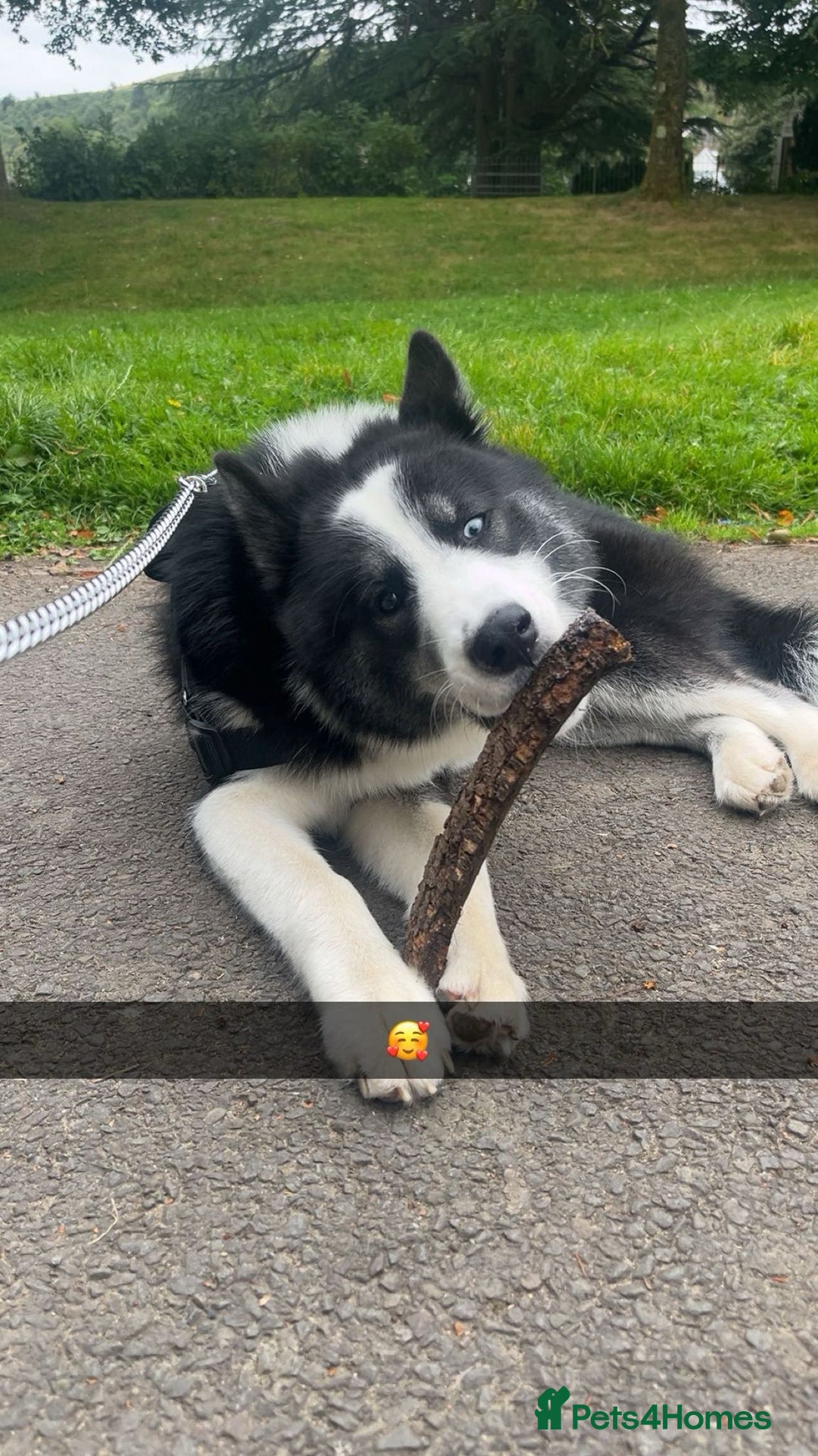 Mixed Breed dogs for sale: Meet Blu our beautiful husky/samoyed. 1 year old - Image 11