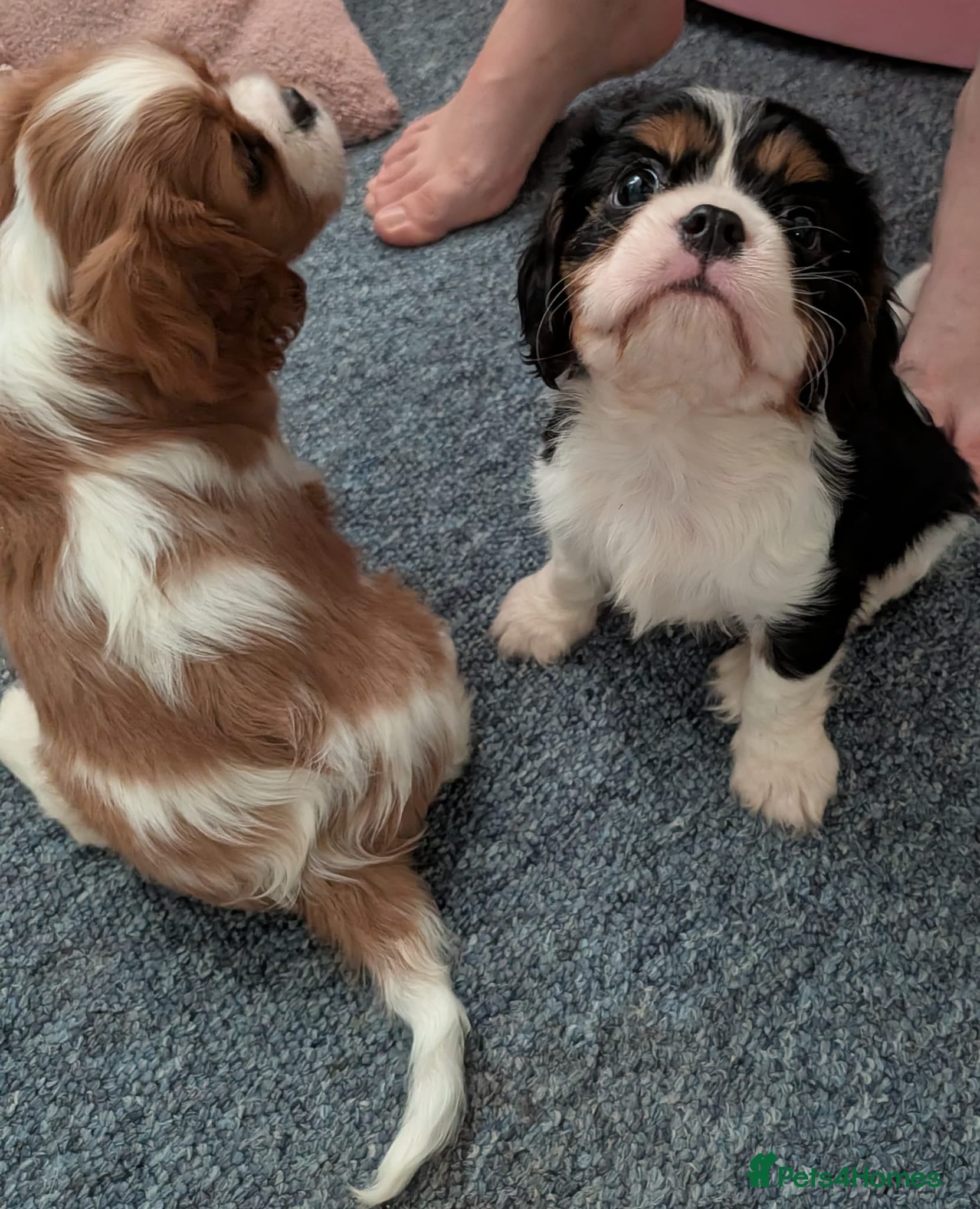Cavalier King Charles Spaniel dogs KC Health Tested Cavalier King Charles Spaniel Pup - Advert 2