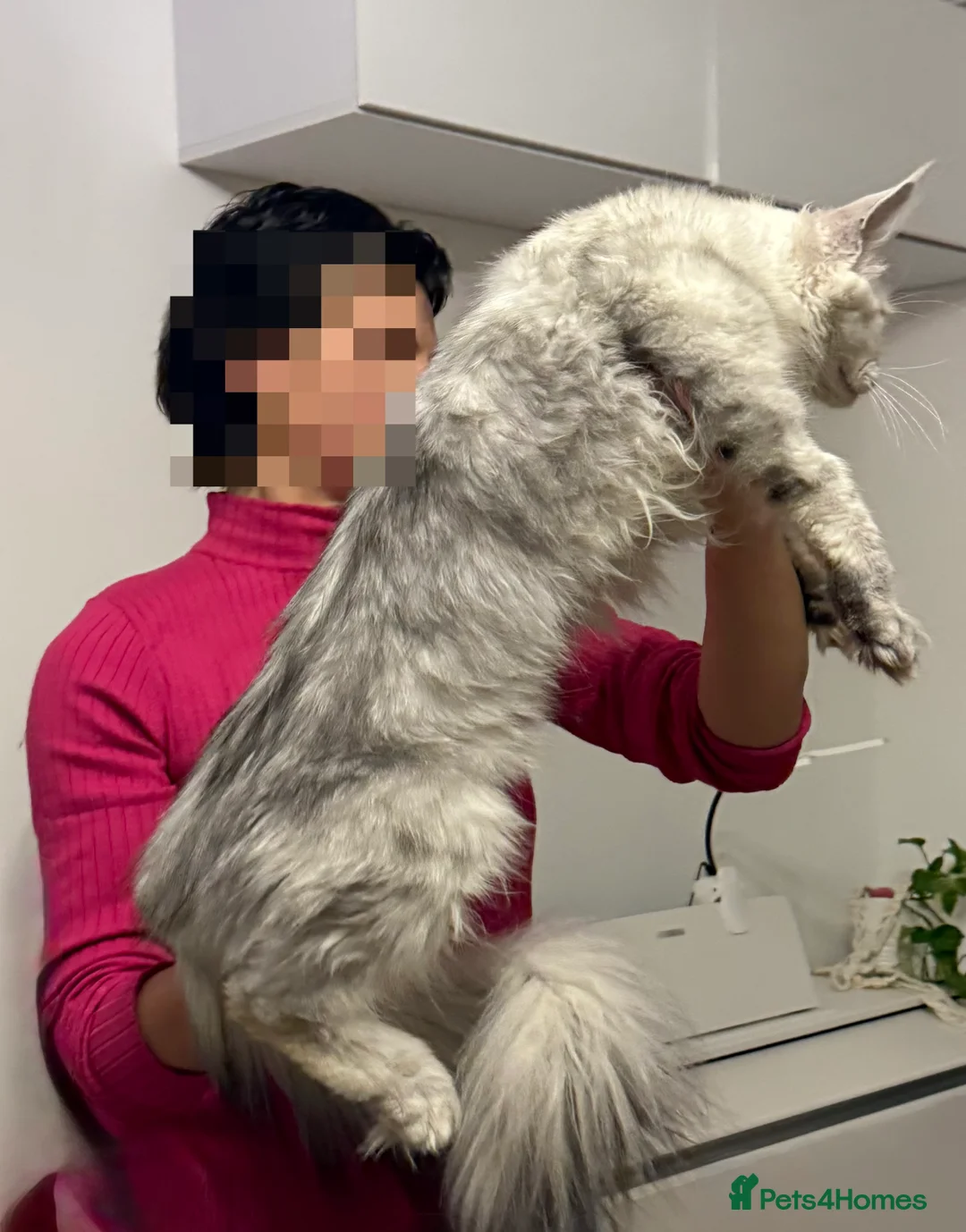 Maine Coon cats for sale: TICA  Mainecoone Black Silver Shaded UNIQUE ❤️🏅🏅 - Advert 7