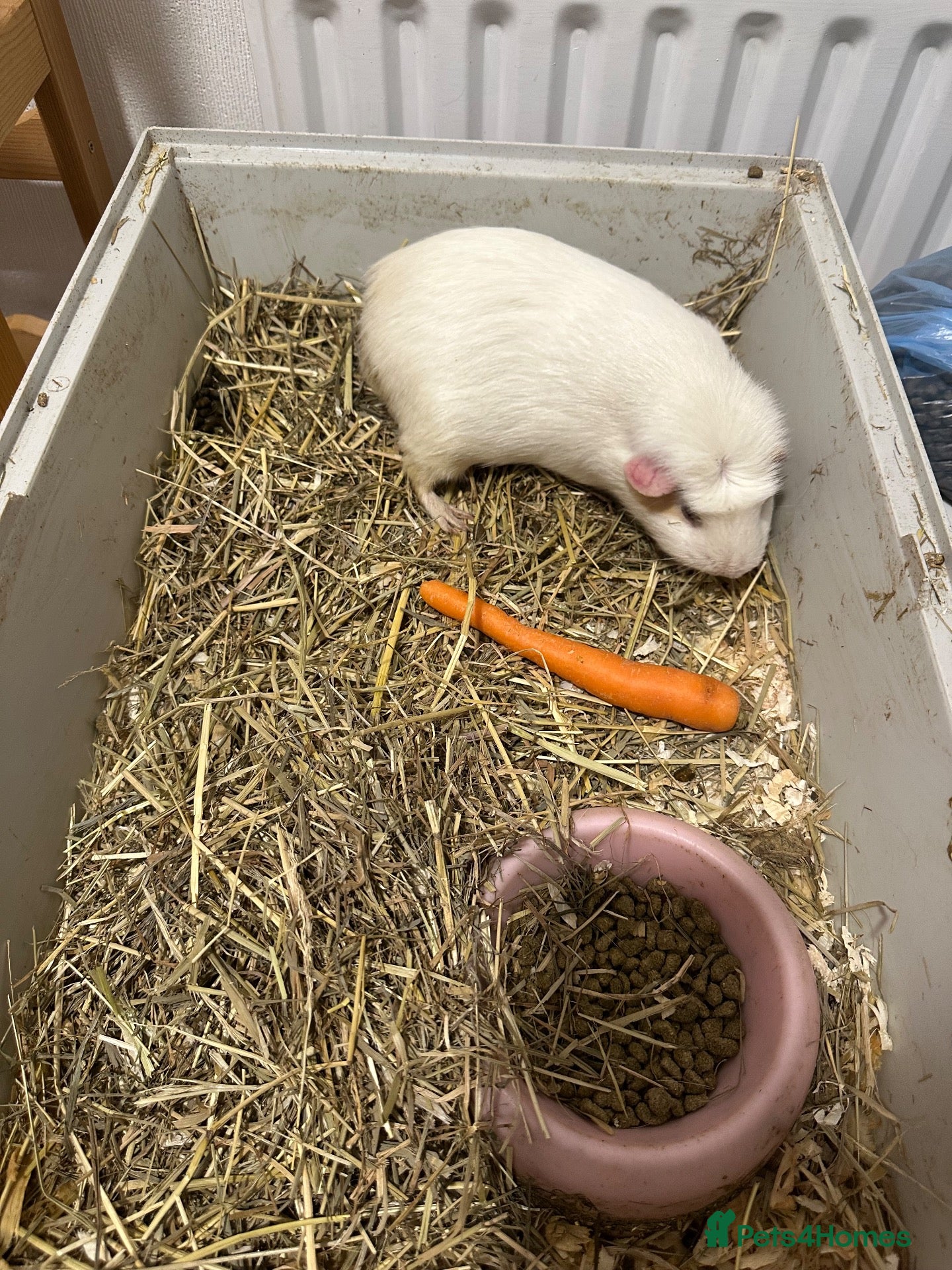 Guinea Pig rodents 4 Lovely Guinea Looking New Homes – Cages Included - Advert 1