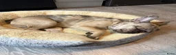 French Bulldog dogs for sale: Male - 6 month old French Bulldog  in Fleet - Advert 4