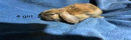 Dwarf Lop rabbits for sale: Dwarf lop baby rabbits - Advert 9