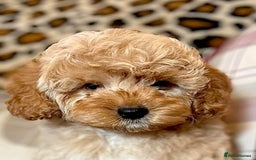 Cockapoo dogs for sale: Paddinton, Yogi & Barnaby -Teddy Bear Cockapoos - Image 6