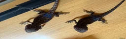 Bearded Dragon reptiles for sale: 2 stunning baby bearded dragons  - Advert 3